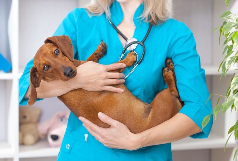 Affordable Veterinary Clinic | Houston, TX